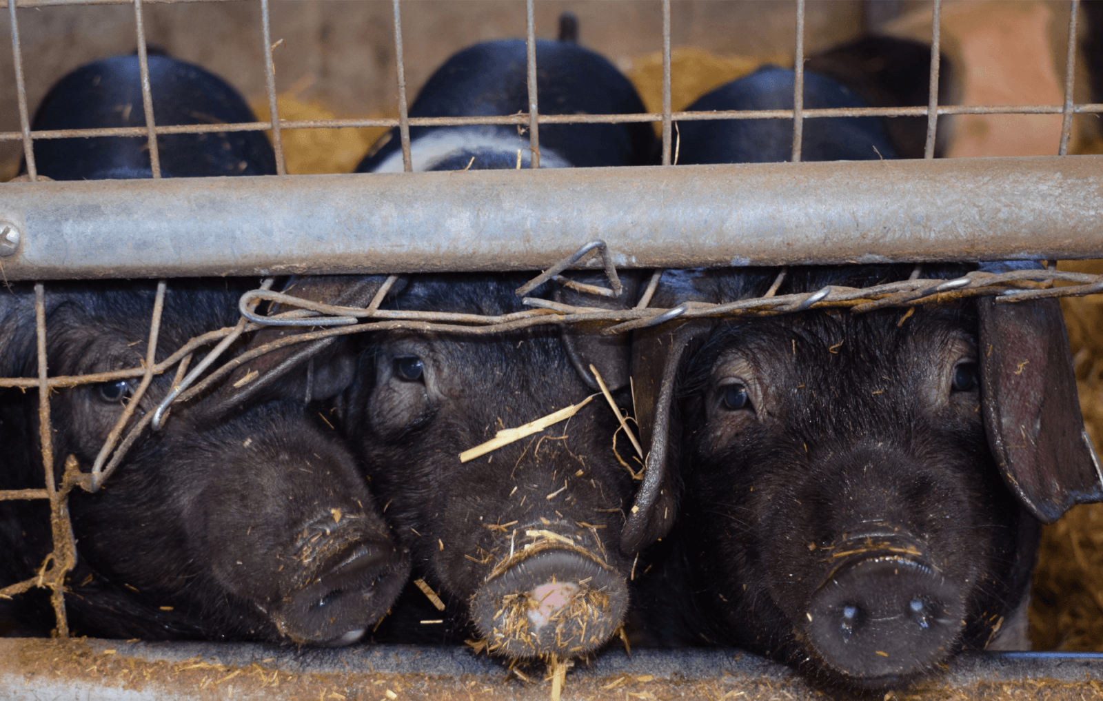 Pig farming for beginners