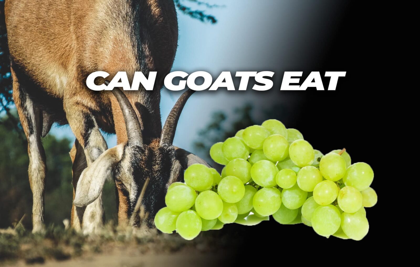 Can goats eat grapes