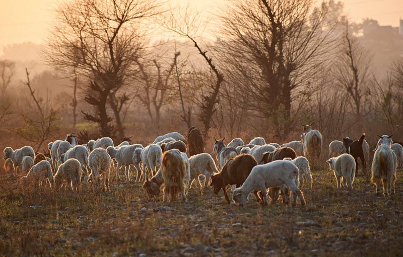 Goats for Clearing Land