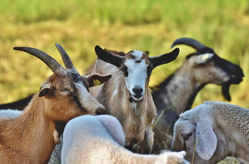 Raising Meat Goats