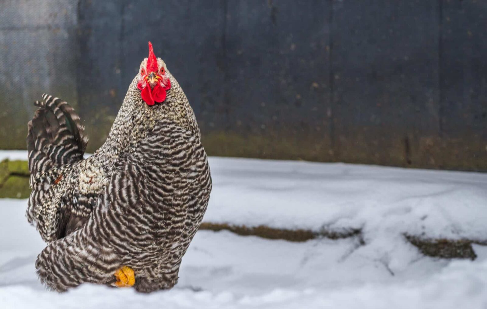How to keep chickens warm in the winter