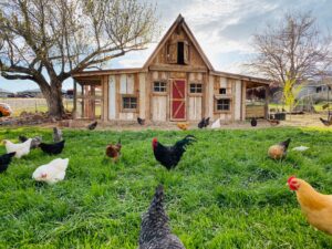 Chicken coop shed conversion