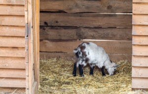 Our goat bedding and pen
