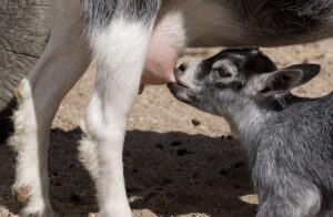 raising goat milk