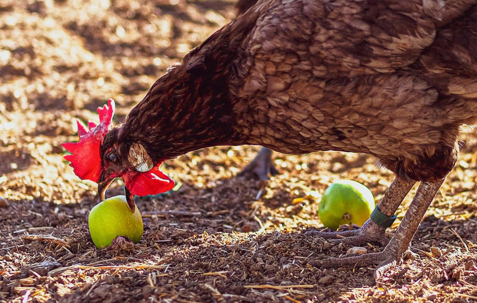 Can chickens eat apple