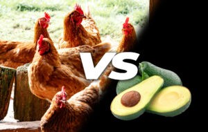 Can chickens eat avocado