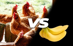 can chickens eat bananas
