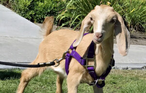 Lily's goat harness