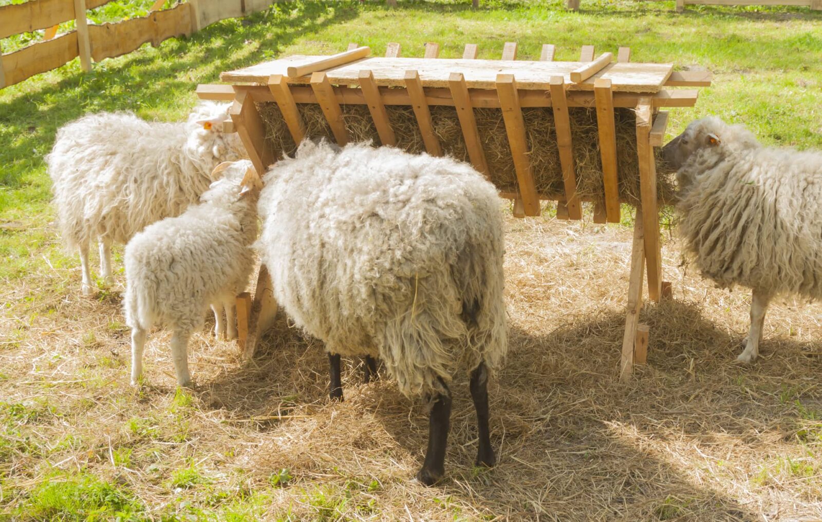 Sheep Feeder