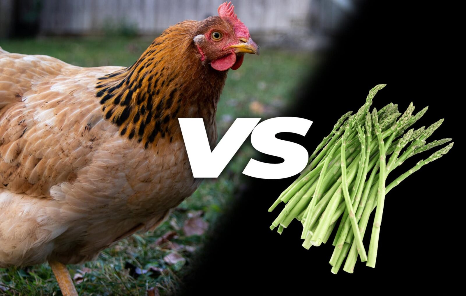 Can chickens eat asparagus