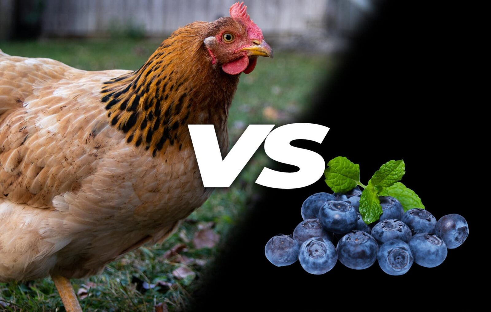 Can chickens eat blueberries