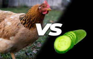 Can chickens eat cucumber