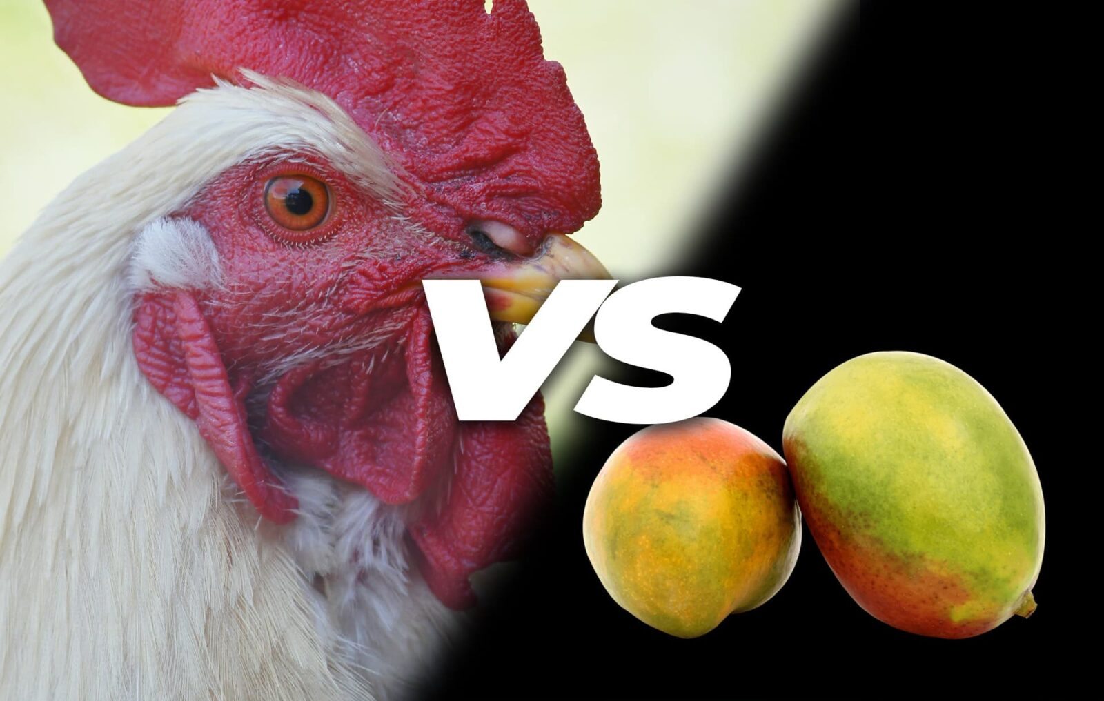 Can Chickens Eat Mangos? - Critter Ridge