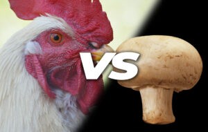 Can chickens eat mushrooms