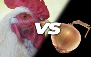 Can chickens eat onion