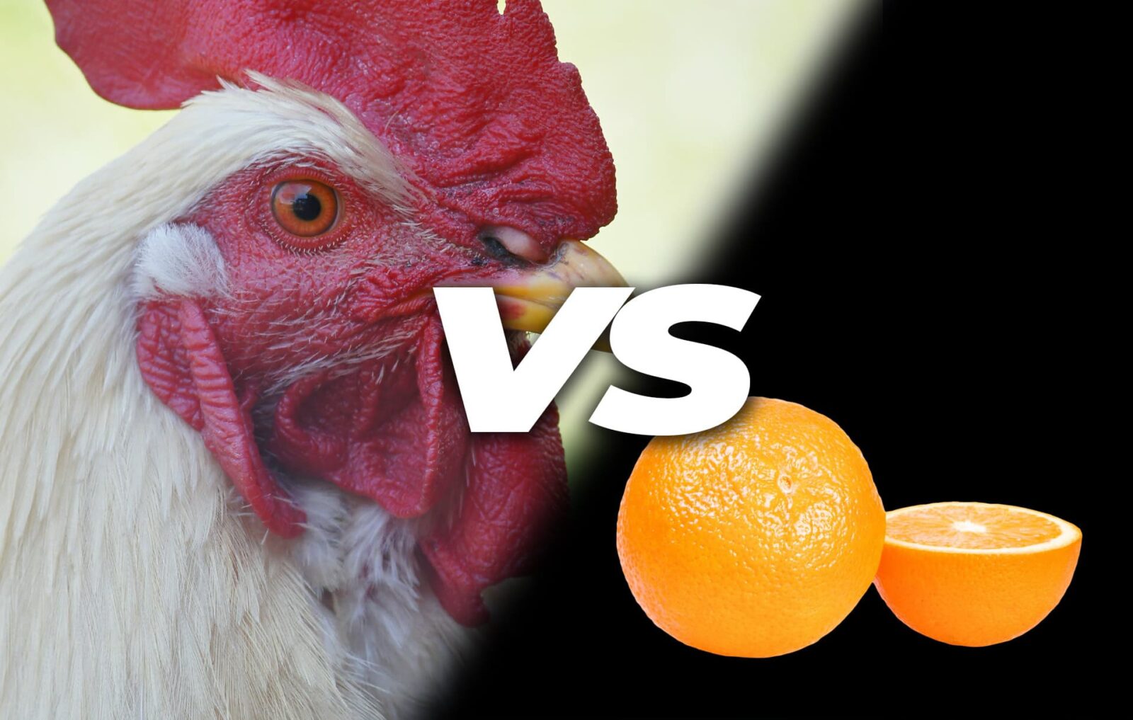 Can chickens eat oranges