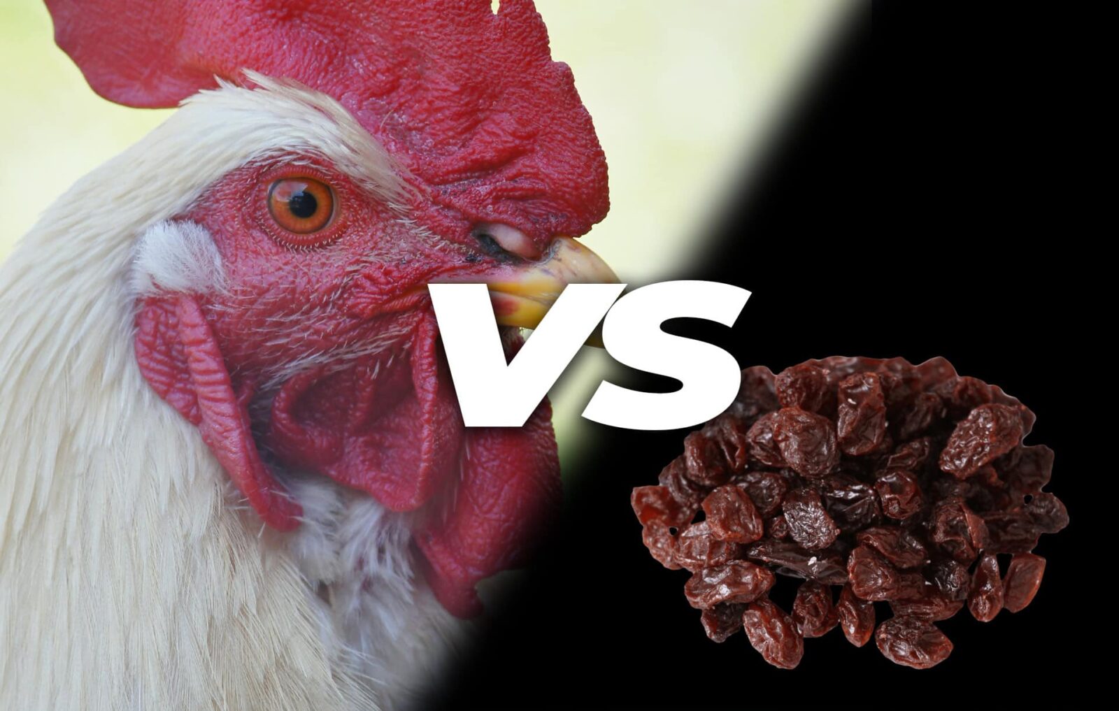 Can chickens eat raisins