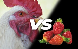 Can chickens eat strawberries