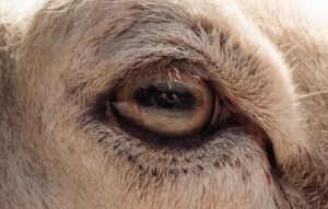 goat eye diseases