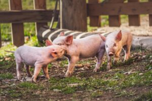 Pig Farming for Beginners – Starter Guide