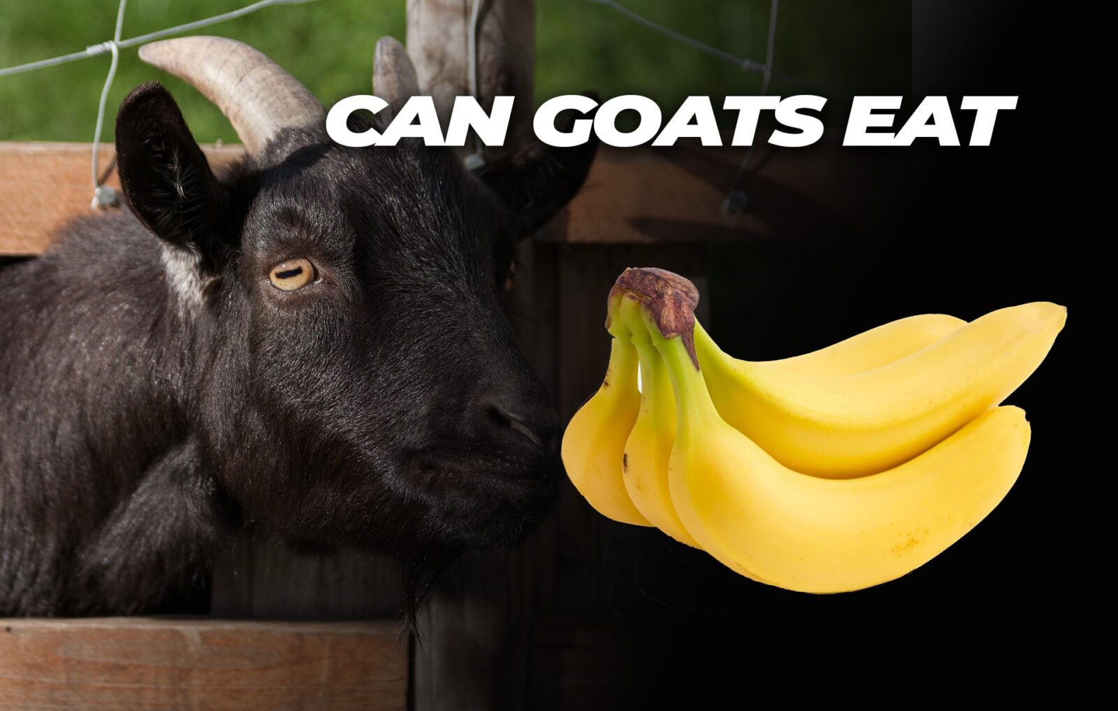 can goats eat bananas