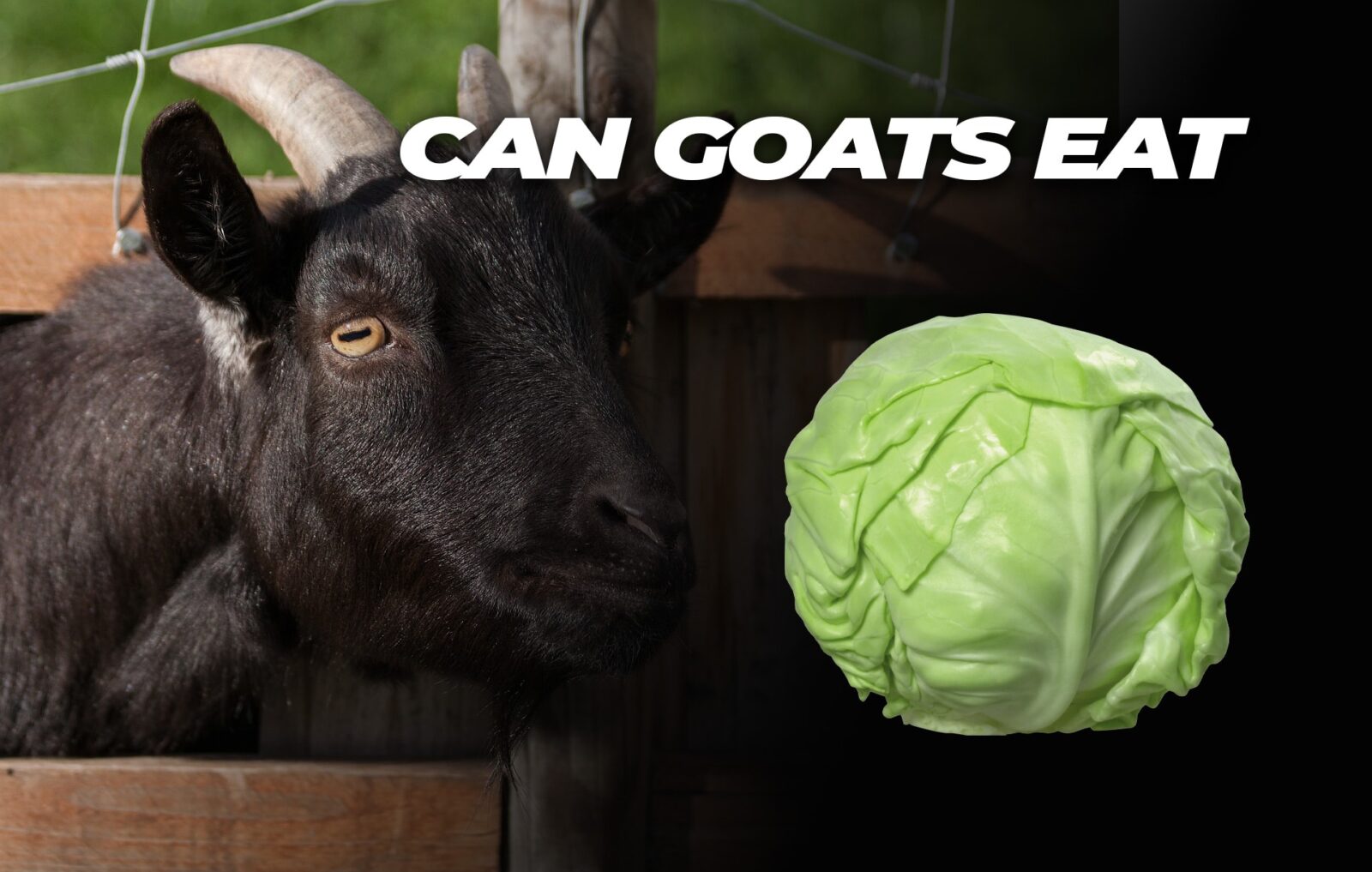 can goats eat cabbage