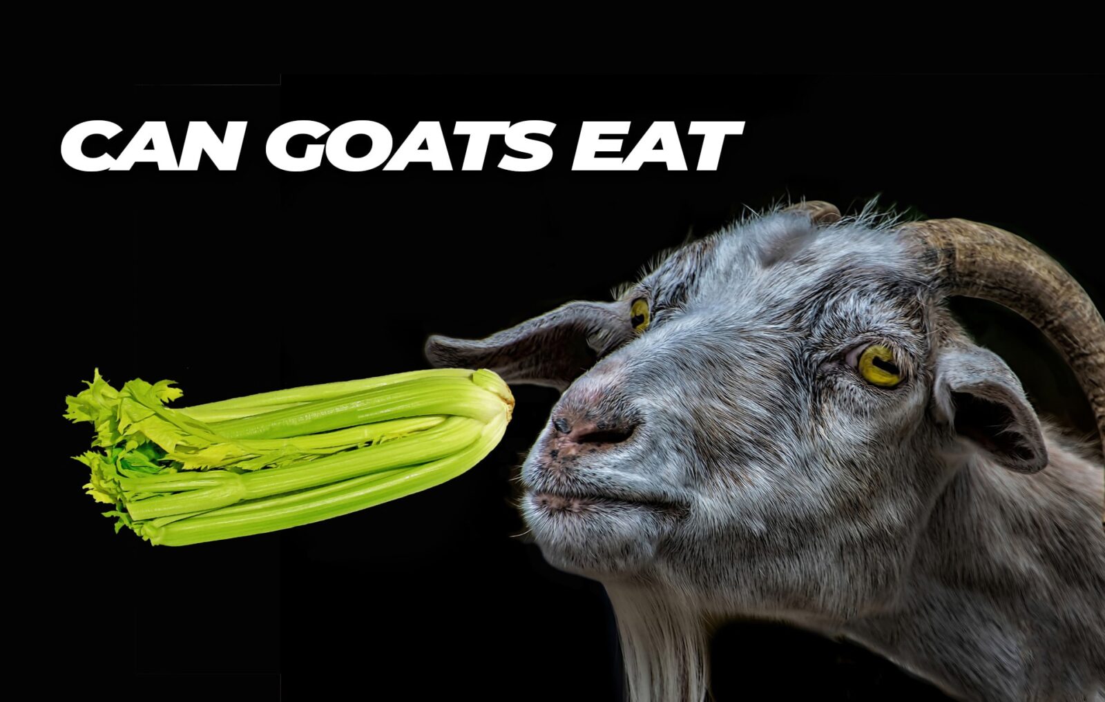 can goats eat celery