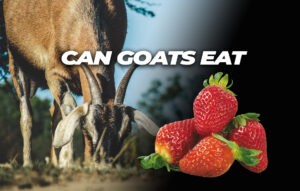 Can goats eat strawberries