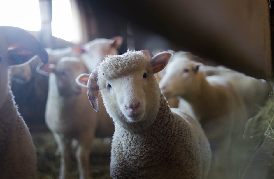 Do Sheep Smell Bad? Decoding the Myth of the Foul Olfactory Reputation