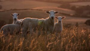 Coexisting Harmony: Can Sheep and Cattle Graze Together?
