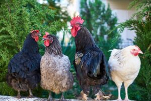 Can Chickens Enjoy Peanuts? The Surprising Answer!