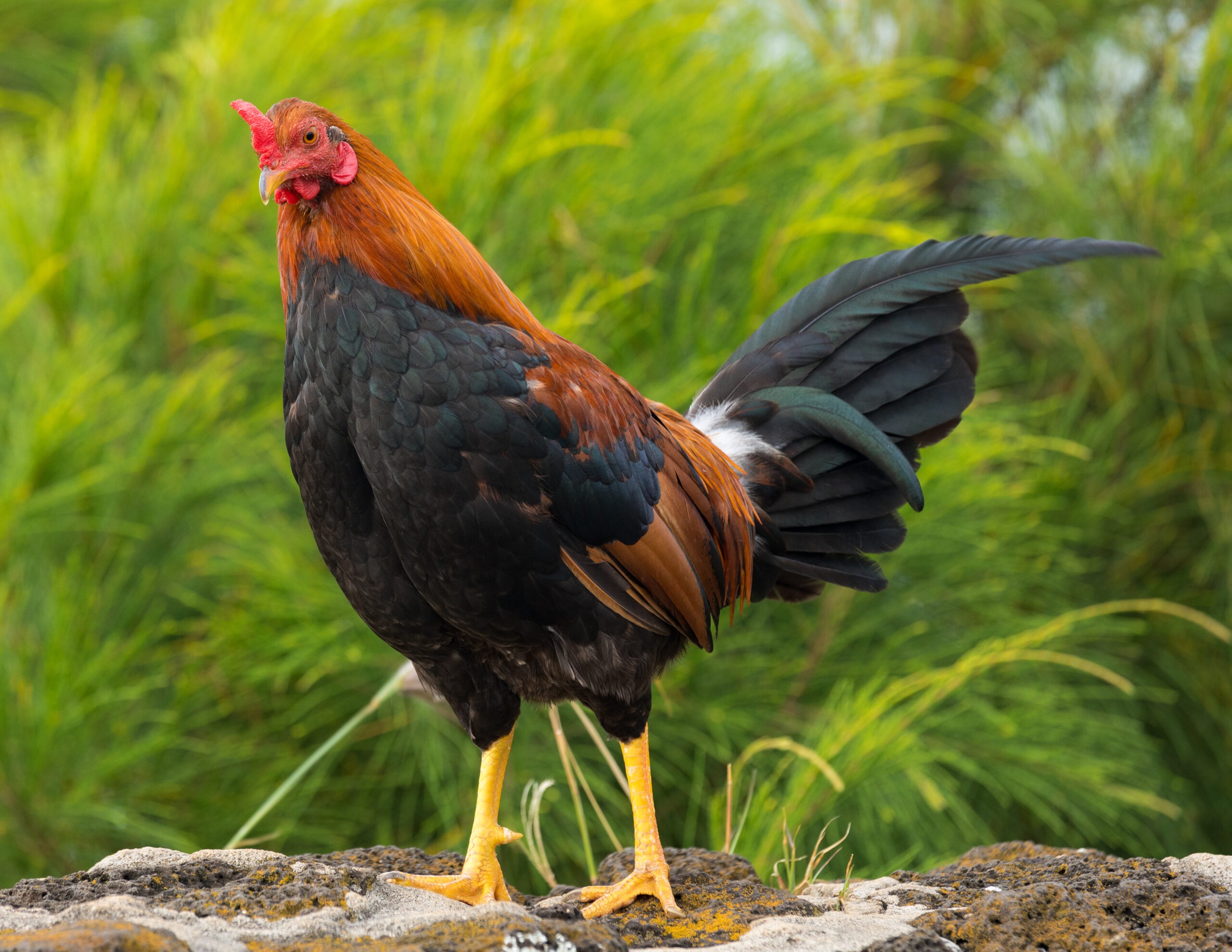 Do Chickens Fart? Answering an Age-Old Question