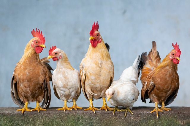 -What Causes Farting in Chickens?