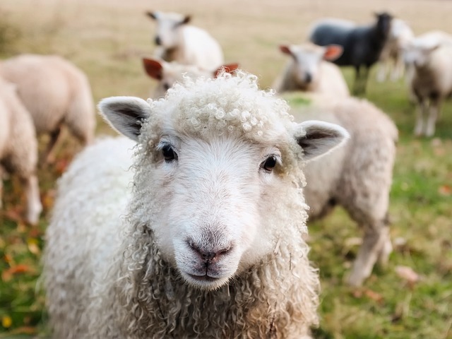 Sheep Diets‍ 101: Exploring the Usual ⁤vs. Unconventional Feeding Options