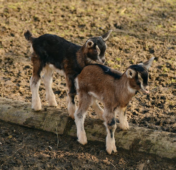 Understanding Lyme Disease Transmission in Goats: Tick-Borne Pathogens and Risk Factors