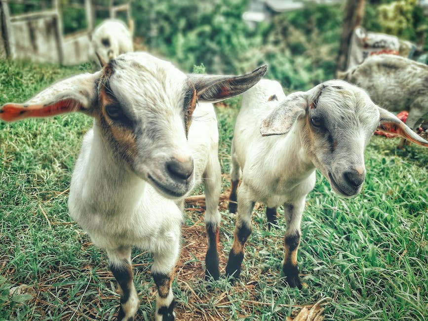 Introduction:⁤ Goats' Grazing Habits: Can They Thrive on Grass?
