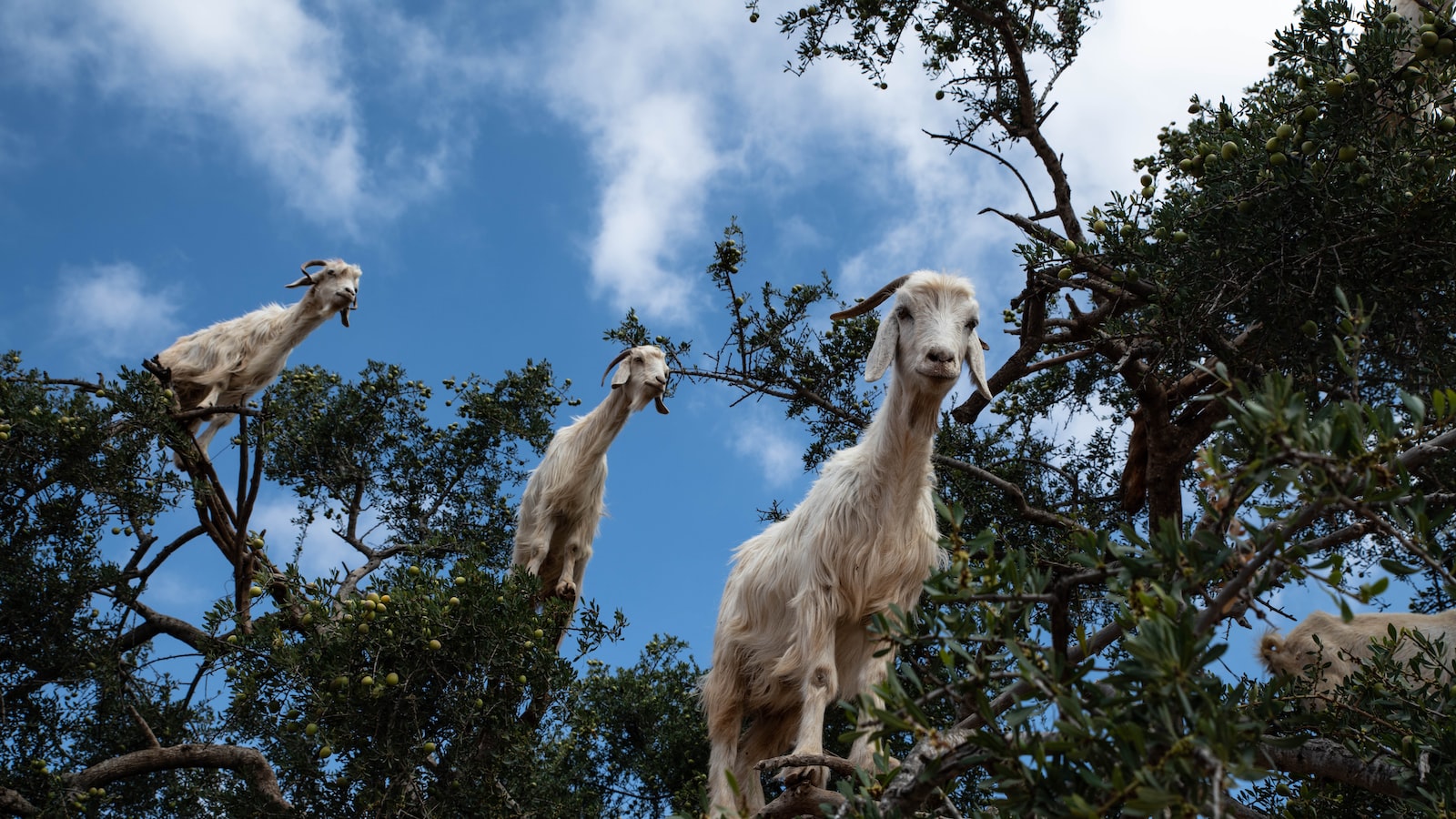 Adaptations ⁢and Strategies: Why Goats Conquer Steep Slopes